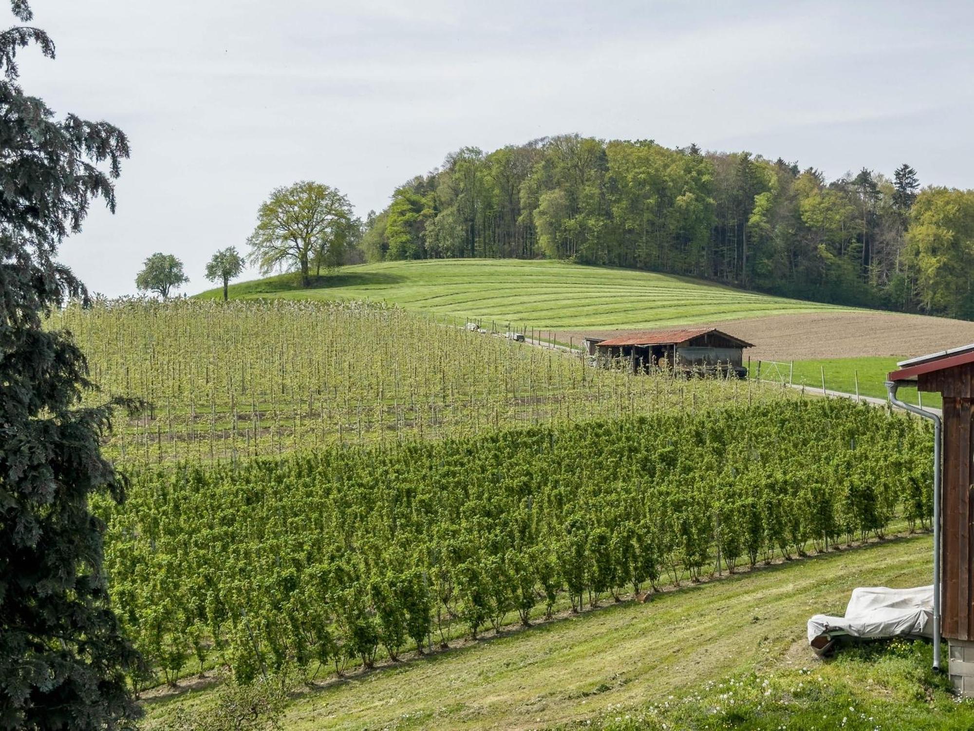 Ferienwohnung Lang Kressbronn am Bodensee Exteriér fotografie