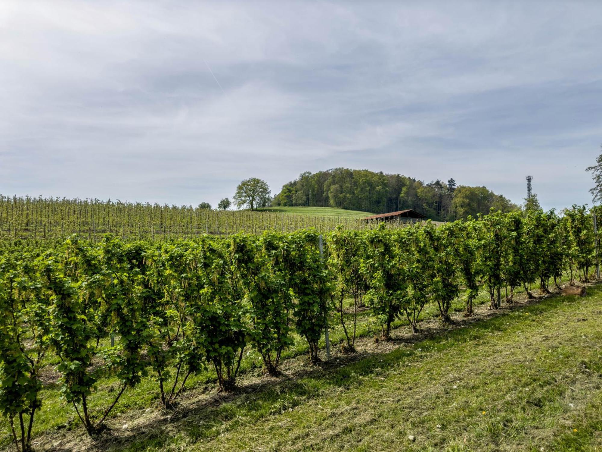 Ferienwohnung Lang Kressbronn am Bodensee Exteriér fotografie